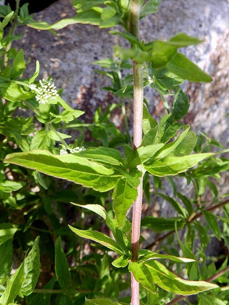 Eupatorium cannabinum